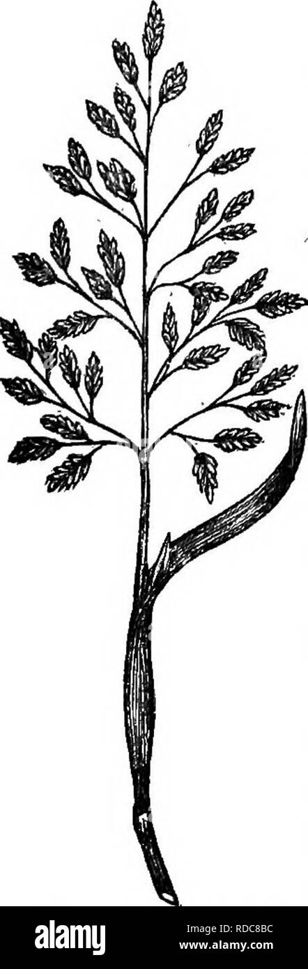 . Les herbes du Tennessee ; y compris les céréales et les plantes fourragères. Les plantes fourragères graminées ; ; le grain. 94 Les graminées du Tennessee. Un éleveur de moutons du Tennessee qui a été transportant un mille moutons ou plus, dit, pendant l'été, il va porter le double autant de moutons que blue grass, acre pour acre ; mais que blue grass fournira plus et mieux le pâturage hivernal. 6. Il peut être semé au printemps ou en automne avec de petits grains ou seul. Il est préférable de ne pas semer avec grain, comme les surcoûts de production d'herbe, lorsque semé seulement, vaut plus que l'herbe et des céréales cultivés ensemble. Il peut être tondue pour foin o Banque D'Images