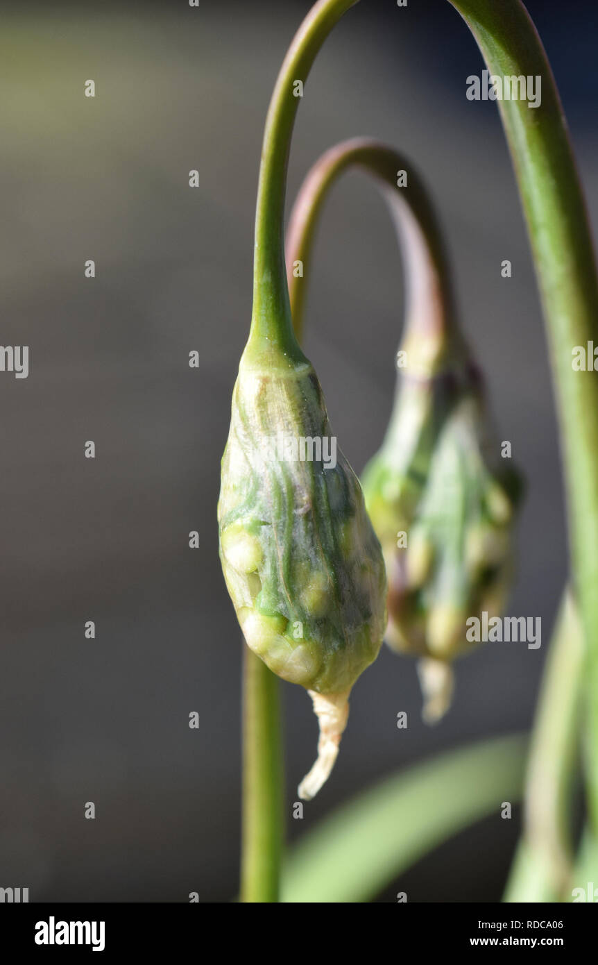 L'Allium cernuum Banque D'Images