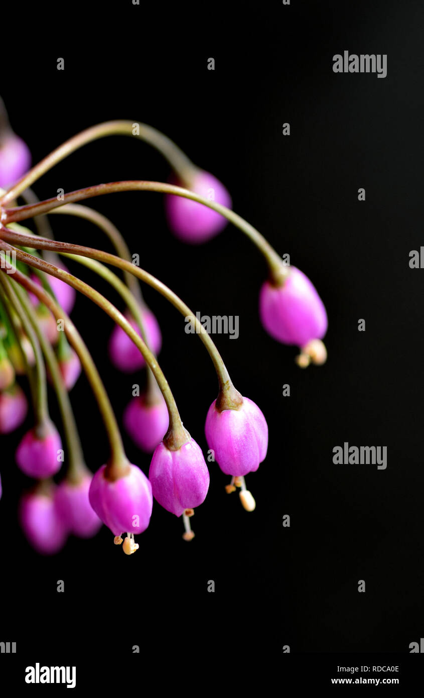 L'Allium cernuum Banque D'Images