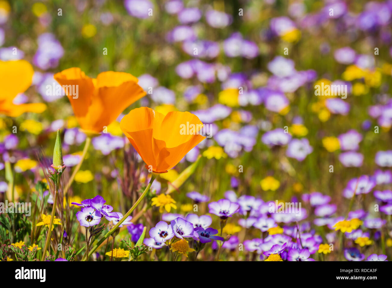 Coquelicots de Californie sur une prairie en fleurs, Goldfields et Gilia en arrière-plan, Henry W. Coe State Park, Californie Banque D'Images