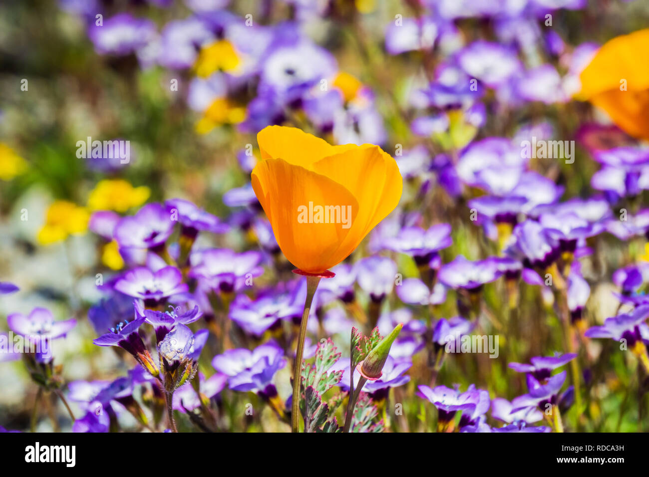 Coquelicots de Californie sur une prairie en fleurs, Goldfields et Gilia en arrière-plan, Henry W. Coe State Park, Californie Banque D'Images