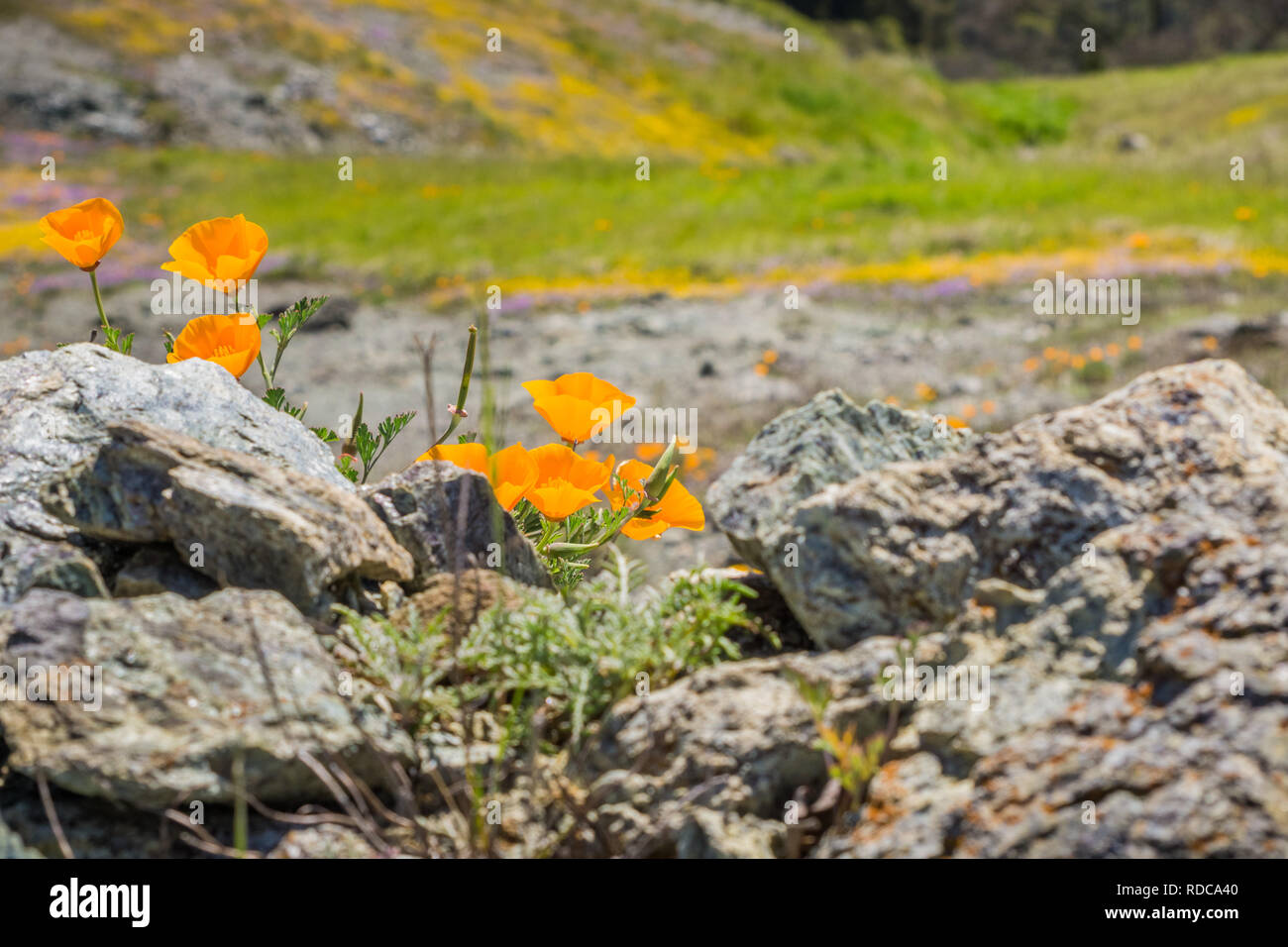 Le Pavot de Californie (Eschscholzia californica) de plus en plus parmi les roches, vives, l'arrière-plan flou en Californie, selective focus Banque D'Images