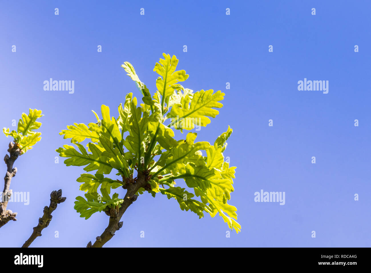 Nouvelle vallée feuilles de chêne sur un fond de ciel bleu, en Californie Banque D'Images