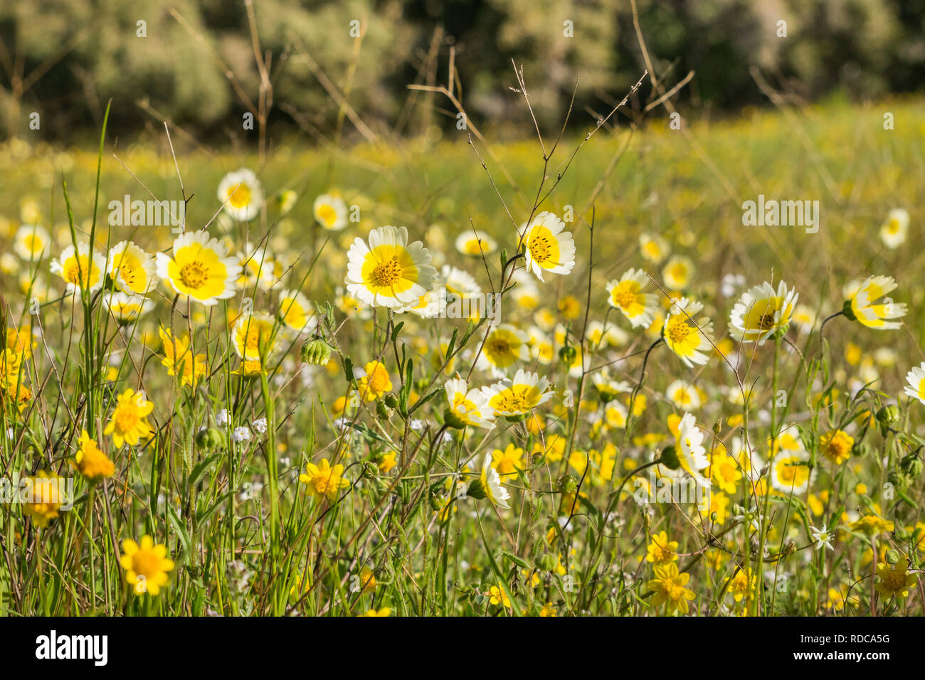 Layia platyglossa wildflowers (communément appelé le tidytips côtière) sur terrain, en Californie Banque D'Images