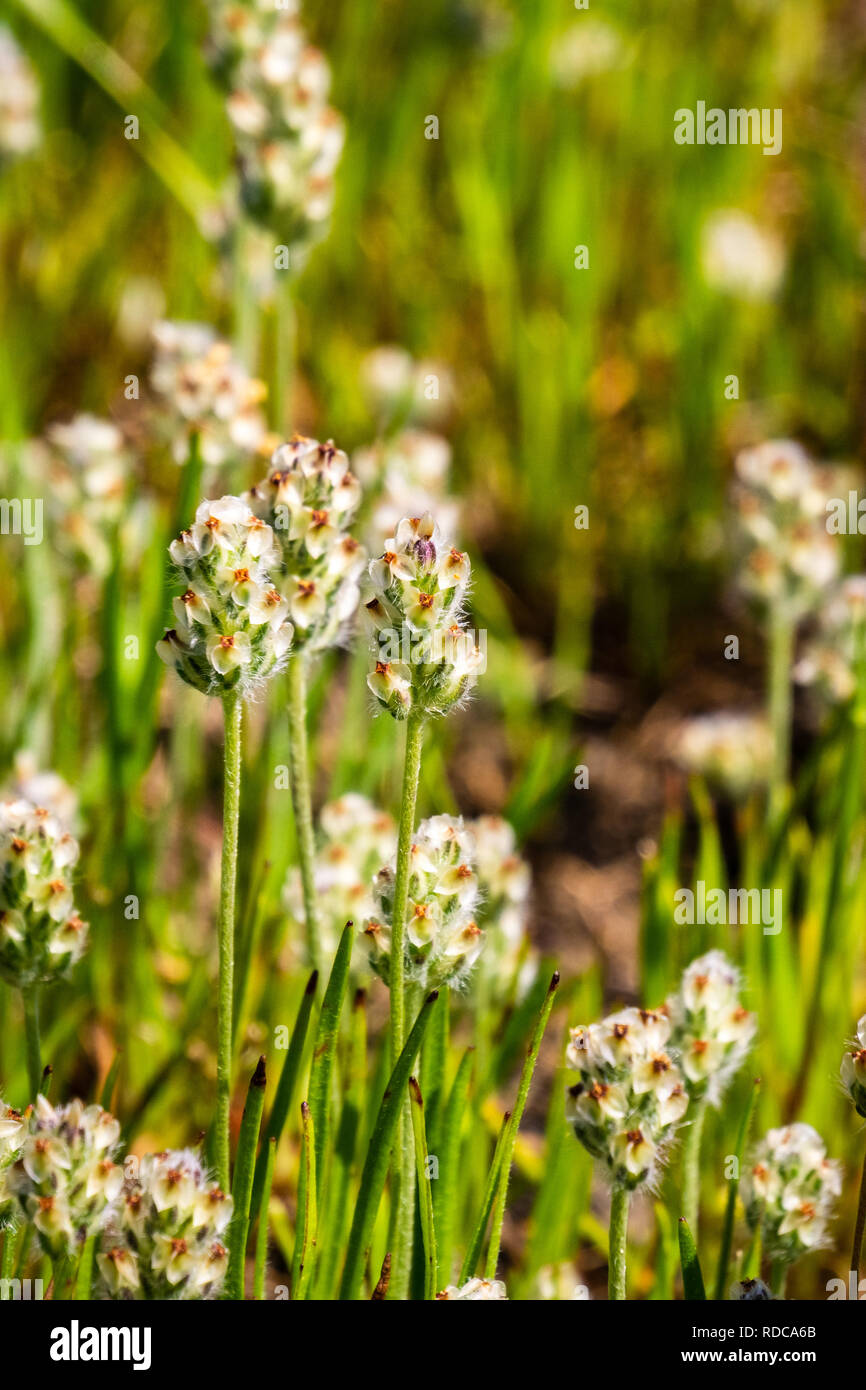Plantain (Plantago Californie erecta) croissant sur une prairie au printemps, en Californie Banque D'Images