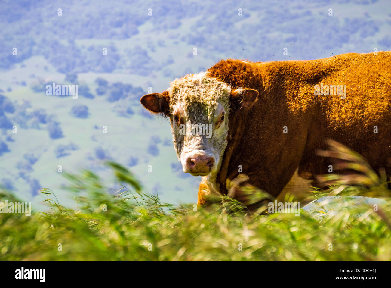 Close up d'un grand taureau Simmental ; vue frontale, Californie Banque D'Images