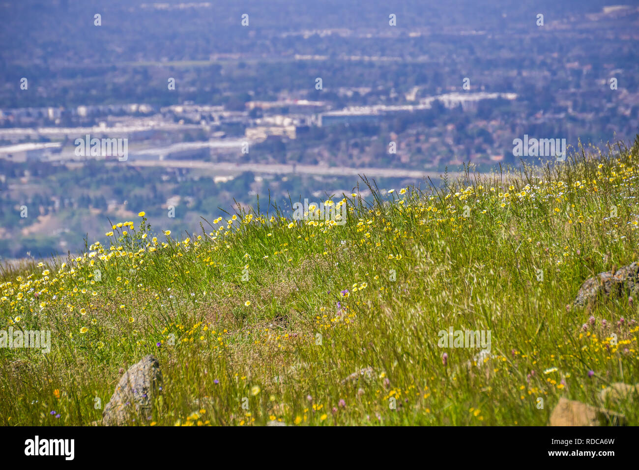 Layia platyglossa wildflowers (communément appelé le tidytips côtières) croissant sur une colline, la ville floues en arrière-plan, en Californie Banque D'Images
