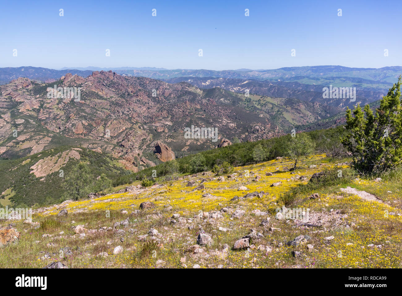 Vue vers les hauts sommets ; floraison de fleurs sauvages, Pinnacles National Park, Californie Banque D'Images