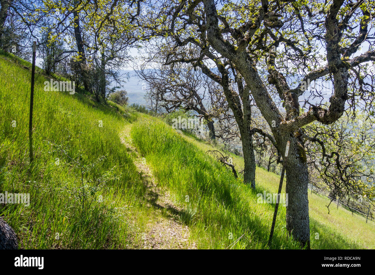 La randonnée à travers la forêt au printemps, Pinnacles National Park, Californie Banque D'Images
