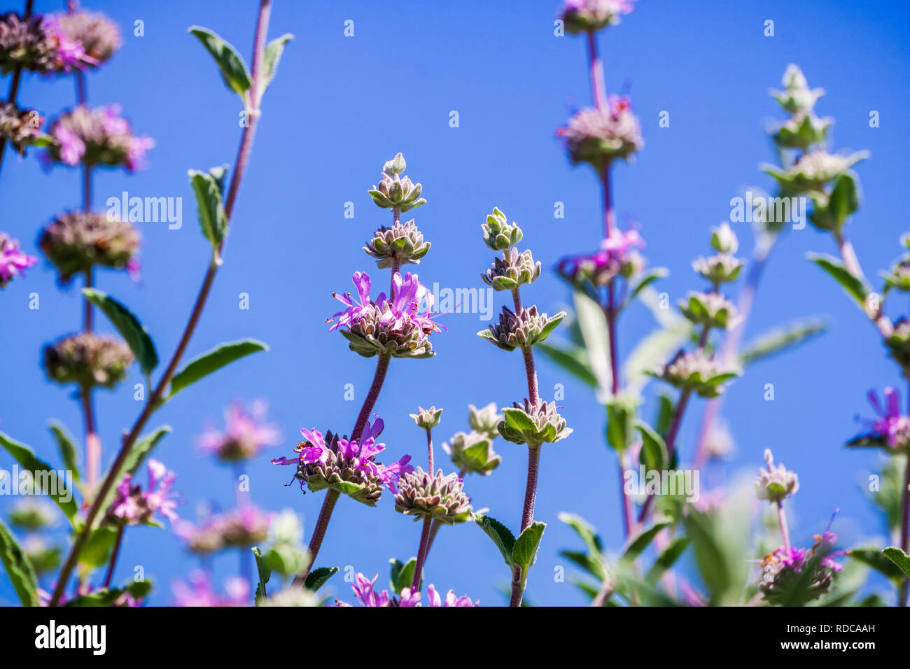 Cleveland sauge (Salvia clevelandii) fleurs sur un fond de ciel bleu, en Californie Banque D'Images