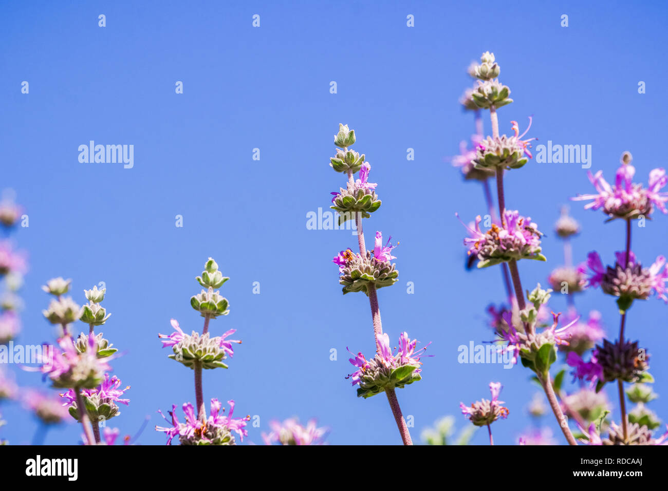 Cleveland sauge (Salvia clevelandii) fleurs sur un fond de ciel bleu, en Californie Banque D'Images