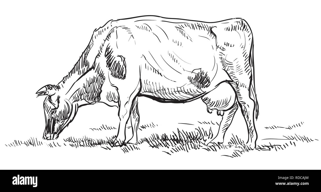 Vector Illustration dessin à la main sur les pâturages de vache debout dans profil. Dessin vectoriel monochrome croquis illustration en couleur noir isolé sur whi Illustration de Vecteur