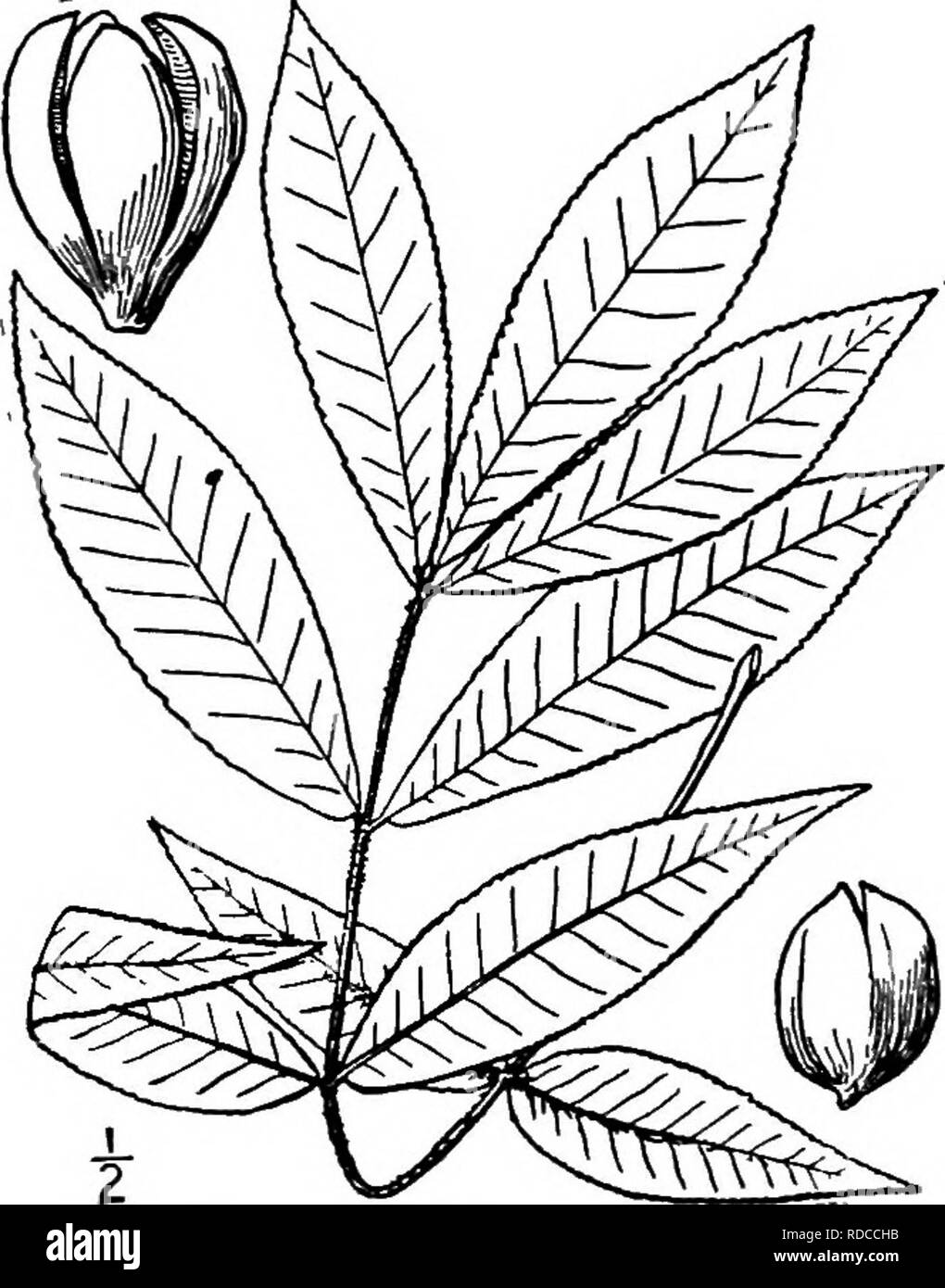 . Les arbres de l'Amérique du Nord : être des descriptions et des illustrations de l'arbres croissant indépendamment de la culture en Amérique du Nord, au nord du Mexique et les Antilles . Les arbres. 238 l'Hickories vert jaunâtre et lisse au-dessus, plus pâles, souvent brun jaunâtre, et lisse à l'exception de quelques touffes de poils à la jonction des principales veines en dessous. Les chatons mâles sont 6 à lo cm de long, dans de courtes tiges groupes de 3 ; leurs bractées pointu sont lisses, equaUing ou un peu plus longue que les lobes latéraux de la tombe, qui sont ovales et arrondies ; étamines 4, leurs anthères presque sessiles, Banque D'Images