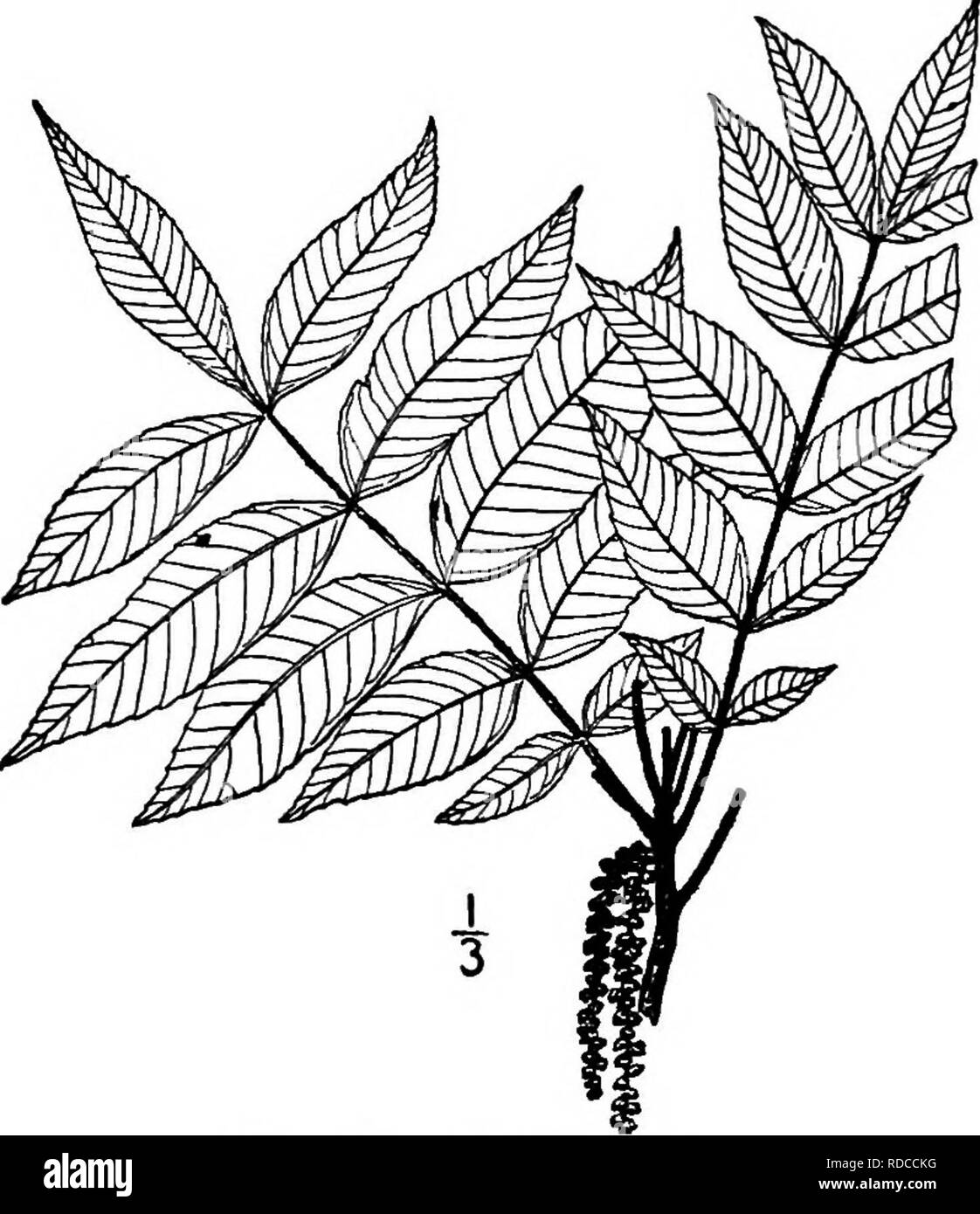 . Les arbres de l'Amérique du Nord : être des descriptions et des illustrations de l'arbres croissant indépendamment de la culture en Amérique du Nord, au nord du Mexique et les Antilles . Les arbres. 226 l'Hickories le plus étroit des bractées ; étamines 6, leurs anthères presque sessiles et jaune. Le pistil- Fin des fleurs sont de forme oblongue, un peu 4-angle, scurfy jaunâtre. Le fruit est clus- ment, de forme oblongue à oblongue-cyUndric, 3,5 à 6 cm. de long, 4 à 90°, l'enveloppe mince, d'environ 1,5 mm. d'épaisseur, 4 valves, brun jaunâtre, velues, sphtting presque à la base à maturité ; l'écrou est ovoïde à cylindriques, mais shghtly ronde ou angulaire, shar Banque D'Images