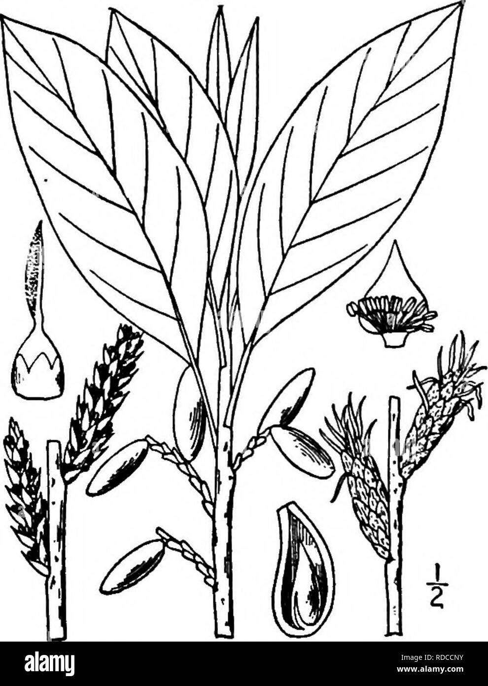 . Les arbres de l'Amérique du Nord : être des descriptions et des illustrations de l'arbres croissant indépendamment de la culture en Amérique du Nord, au nord du Mexique et les Antilles . Les arbres. 214 Corkwood ensemble et révoluté sur la marge, vert lumineux, brillant et lisse, sauf le long des veines proéminentes, au-dessus, pâle, velues, et bien en vue ; la feuille réticulée sous-vitre est stout, cannelés et velues, 4 à 6 cm. de long. Les chatons mâles sont cylindriques, 3 à 4 cm. de long ; les bractées largement ovées, 4 à 5 mm. de long, de conicité- fait, Clair Brown, les anthères jaune clair. Les chatons femelles sont plus petites, Banque D'Images