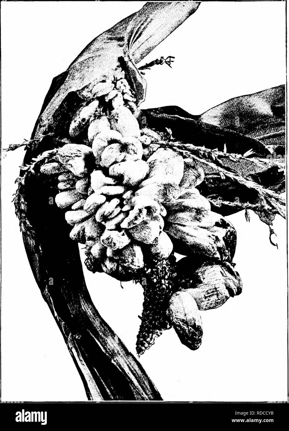 . La vie des plantes et des sols liés à l'agriculture . L'agriculture, le sol, les plantes. La propagation de plantes 125. Fig. 44. - Le charbon au oreille de maïs.. Veuillez noter que ces images sont extraites de la page numérisée des images qui peuvent avoir été retouchées numériquement pour plus de lisibilité - coloration et l'aspect de ces illustrations ne peut pas parfaitement ressembler à l'œuvre originale.. Cunningham, Jules Cool, 1879- ; Lancelot, William Henry, 1874-. New York : Macmillan Banque D'Images