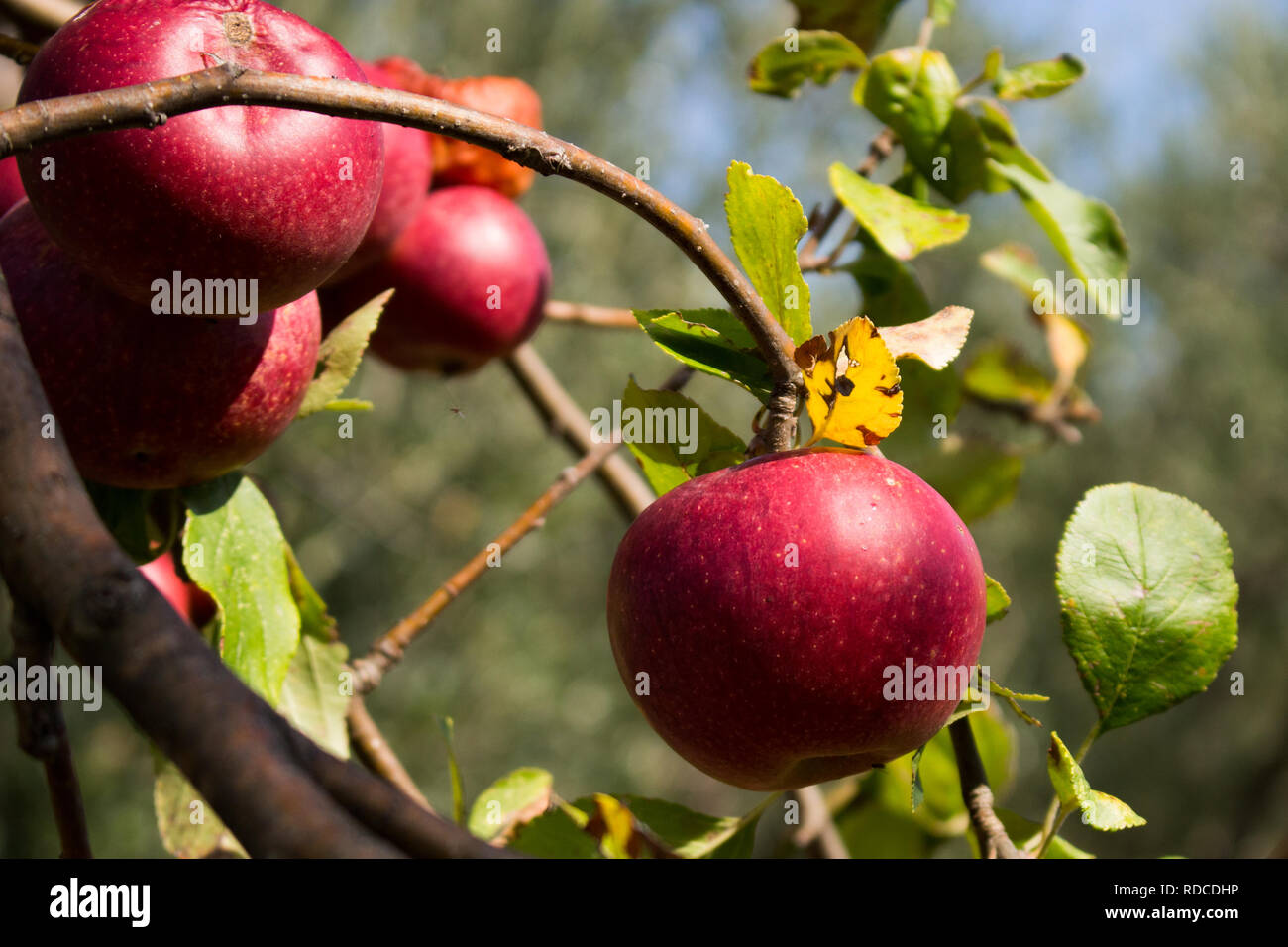 Typique italien pomme pourrie sur l'arbre dans mon jardin Banque D'Images