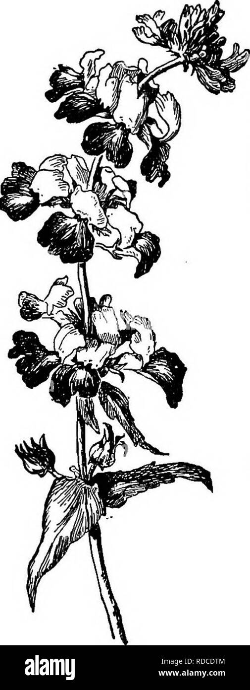 . Cyclopedia of American horticulture, comprenant des suggestions pour la culture de plantes horticoles, les descriptions des espèces de fruits, légumes, fleurs et plantes ornementales vendues aux États-Unis et au Canada, ainsi que des notes biographiques et géographiques. Le jardinage. 519. Coleus blumei, var. Verschaffeltii. Les coliques-EOOT. Aletris tarinosa. COLLABDS. Une sorte de kale. Dans le sud, une forme de la plante connue sous le nom de Georgia CoUards est beaucoup cultivé pour l'usage domestique et le marché du sud. La plante pousse à 2-3 m de hauteur et forme pas de tête, mais le centre de l'IVS. forment souvent une sorte de r Banque D'Images