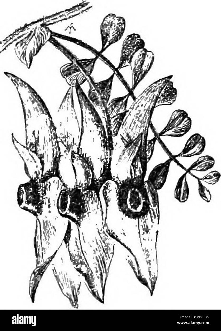 . Cyclopedia of American horticulture, comprenant des suggestions pour la culture de plantes horticoles, les descriptions des espèces de fruits, légumes, fleurs et plantes ornementales vendues aux États-Unis et au Canada, ainsi que des notes biographiques et géographiques. Le jardinage. CLERODENDRON la Chine. R.B. 22:253. Gn. 42 : 889.-très voyante. Culte, dans des serres ou en plein dans S. Calif et S. Fla. logtidum, Bunge (Ch. Biingei, Steud.). Pousse 3-6 ft., faisant un buisson épineux, pubescents ; : Ivs. En face, large- oyate et acuminées, pétiolées, dentées grossièrement : sit. tube violet lilas, Tim 3-4 Banque D'Images