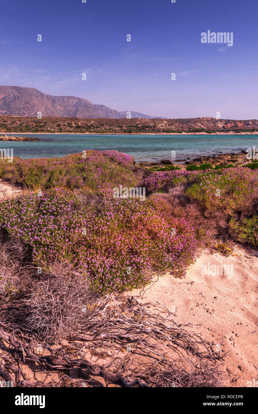 Lever du soleil à beau littoral de la Crète, île grecque. Plage de sable fin de la mer Méditerranée turquoise est couvert avec beaucoup de fleurs de fleurs roses. Vert Banque D'Images