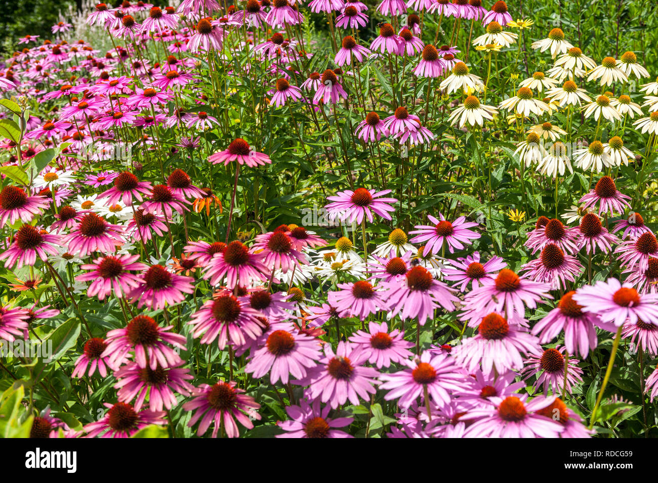 Fleurs vivace plante de jardin à la frontière, l'échinacée Banque D'Images