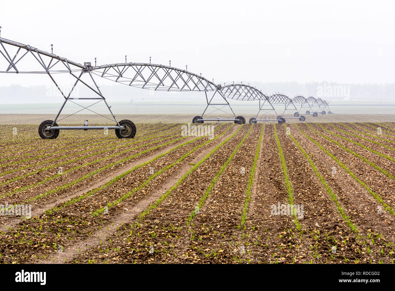 Vue latérale d'un système d'irrigation à pivot central dans un jeune champ de maïs dans la campagne française par un matin de printemps brumeux. Banque D'Images