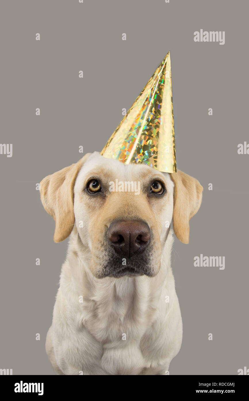 Chien DANS GOLDEN ANNIVERSAIRE OU NOUVEL AN HAT. LABRADOR RETRIEVER célébrer une fête. STUDIO SHOT, isolé contre l'ARRIÈRE-PLAN DE COULEUR GRIS. Banque D'Images Chien DANS GOLDEN ANNIVERSAIRE OU NOUVEL AN HAT. LABRADOR RETRIEVER célébrer une fête. STUDIO SHOT, isolé contre l'ARRIÈRE-PLAN DE COULEUR GRIS. Banque D'Images