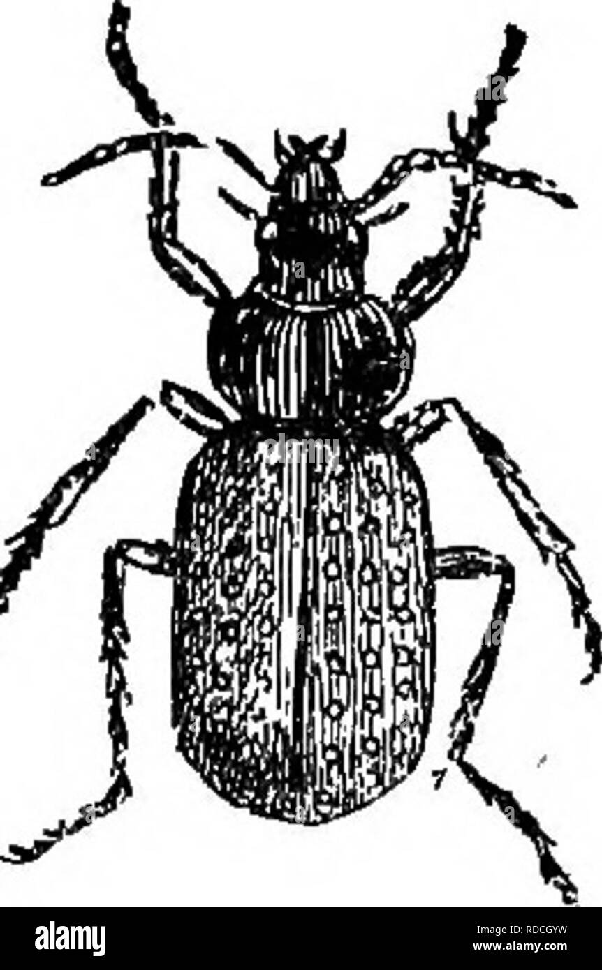 . Les insectes ravageurs et maladies des plantes : remèdes contenant des suggestions et recommandé pour adoption par les agriculteurs, producteurs de fruits, et les jardiniers de la province . Parasites, maladies fongiques des plantes ; les insectes nuisibles. 40 Provjncial Conseil d'Horticulture. 189 Y du sol. C'est un moyen utile d'disposin} ; de tomate vide et d'autres boîtes. Pour préparer ces facilement, ils ont besoin d'être jeté dans un feu de joie, quand le haut et le bas de tomber et les côtés sont dessoudés. La pièce centrale nf tin peut alors être incision au centre avec une paire de ciseaux, et forme deux tubes. (B) La clôture d'un morceau de papier autour d'un th Banque D'Images