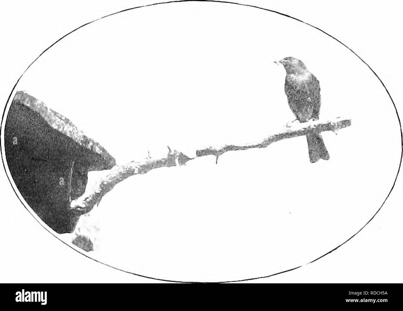 Appel D'oiseaux Banque d'images noir et blanc - Page 3 - Alamy