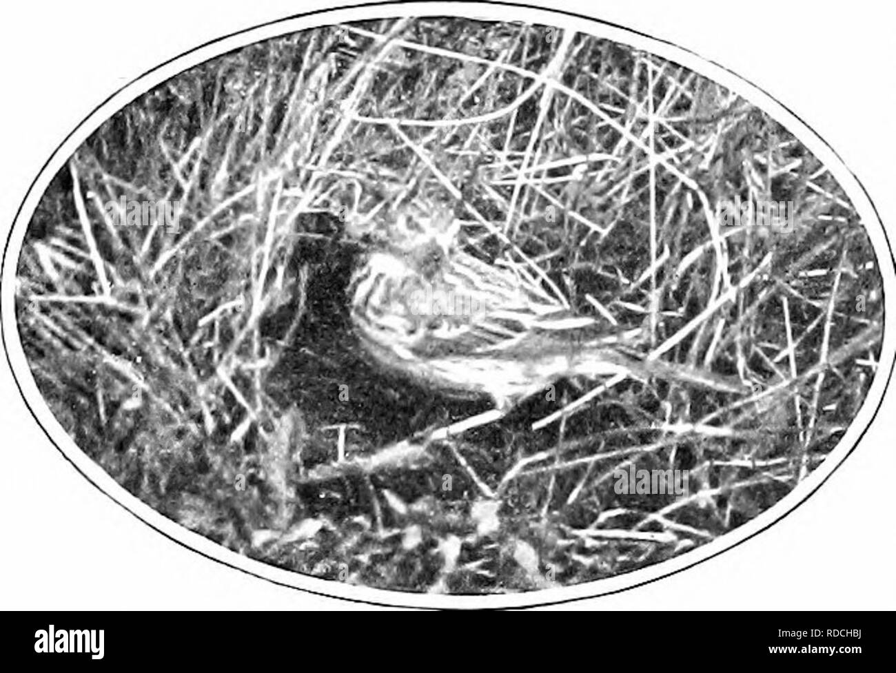 . Nature's carol singers. Les oiseaux. Le Pipit des arbres. Ma montre au printemps dernier et a constaté que sur une moyenne, il chanta les cinq fois par minute, et trois fois sur le mvisic^ dehvered 5 était sur son perchoir favori. La chanson de perchoir n'a duré que deux ou trois secondes, en règle générale, alors que la mouche- ment l'un a pris de cinq à sept secondes -en fonction de la hauteur à partir de laquelle l'oiseau a commencé à passer. La chanson de cette espèces a été comparé à celui de l'hôtellerie, et [dans certaines ré- s p e c t s'il n'in- doubtedly ressembler à elle. Il com- mences avec l'alouette-comme les notes déjà mentionnés, et fin Banque D'Images