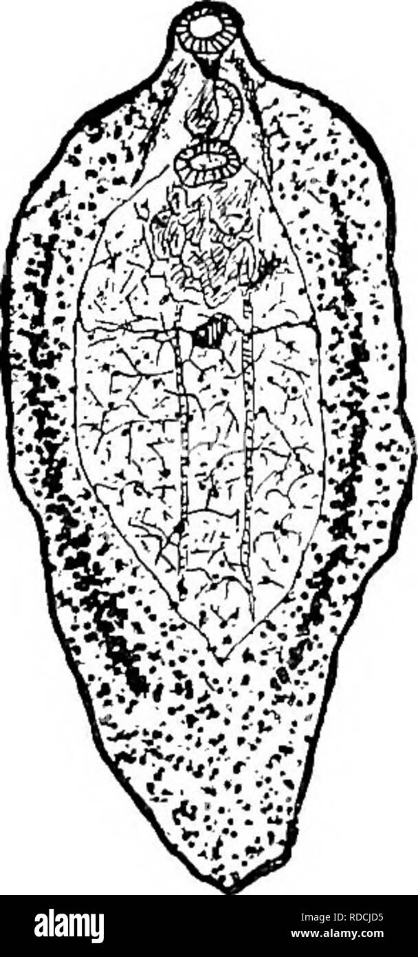 . Parasitologie vétérinaire . Les animaux domestiques ; parasitologie vétérinaire. Parasitologie vétérinaire, projection sur lequel est situé l'ovale sucker. L'extrémité postérieure s'effile presque à un point. Les ventouses sont au nombre de deux-un ovale sucker, arrondie en contours, et d'une ventouse ventrale, située à environ 3 mètres- miUi derrière elle, ce qui est plus grand et triangulaire. Le tube digestif, les organes qui sont visibles lorsque le para- site est tenue entre l'oeil et la lumière, se composent de deux grandes branches latérales, d'où découle d'un côté ou d'un système très ramifiées. Le parasite est hermaphrodite. Les testicules sont Banque D'Images