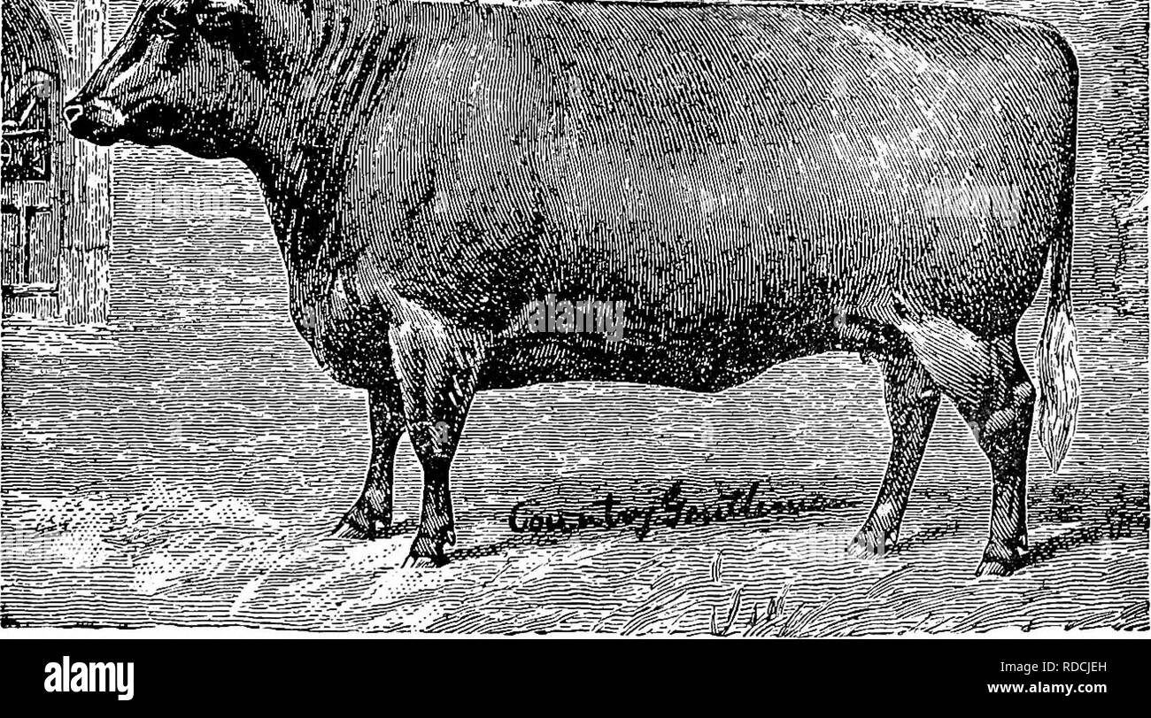 . Le succès de l'élevage manuel stockman et . L'élevage, la médecine vétérinaire. CATTI,B. 285 grains, viande juteuse. Ils sont de bons conducteurs, engraissent rapidement, et la qualité de leur chair est telle que les bouchers américains préfèrent toujours le bas pour leur marché. Ils ne sont pas grand animal ?, mais leur chair est mis sur dans les pièces les plus précieuses. En Amérique leur petite taille semble être leur grande objection, d'où l'animal n'est pas largement produites. Ils s'avéreraient rentables en sections de collines et de montagnes, où le gros bétail trouve diffi- cile à recueillir les herbes.. DEVON GÉNISSE, "jEN Banque D'Images