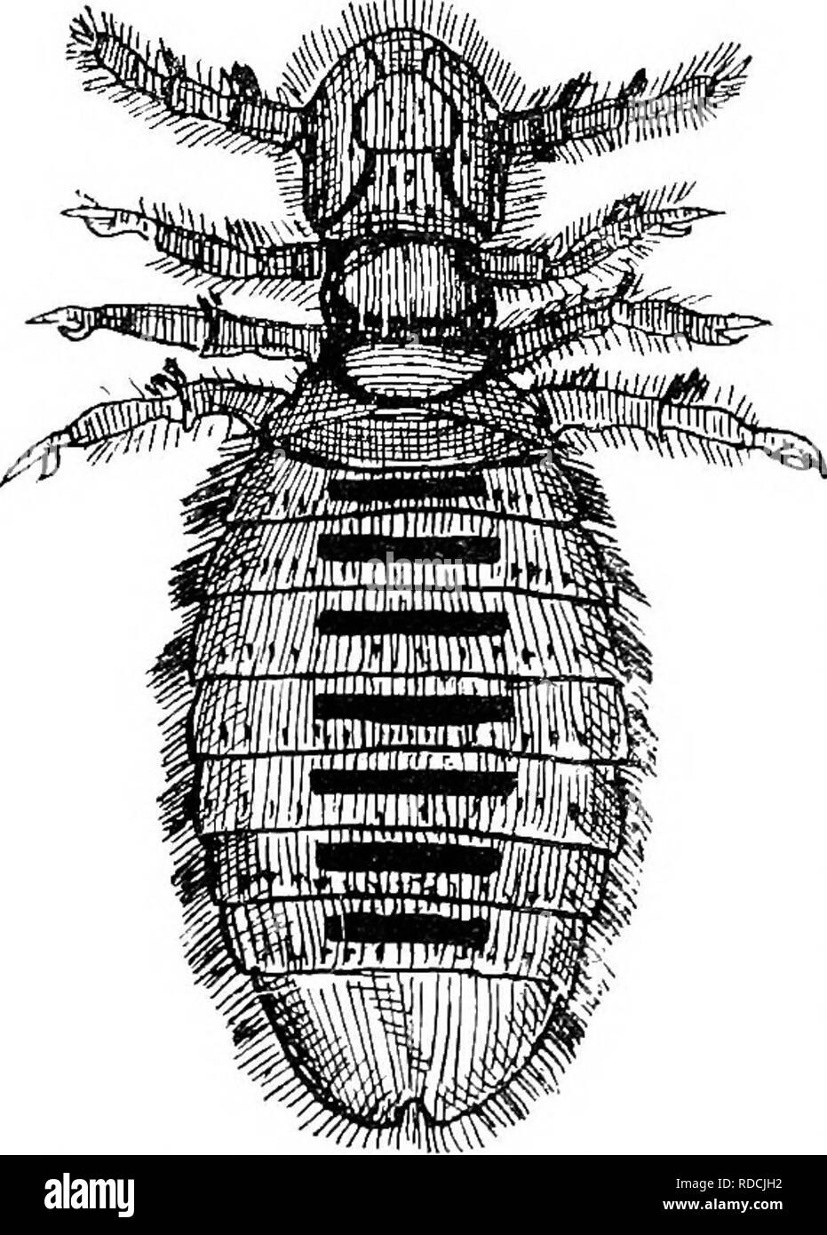 . Parasitologie vétérinaire . Les animaux domestiques ; parasitologie vétérinaire. 38 Le PARASITOLOGV VÉTÉRINAIRES divers trouvés sur les poux chaque animal sont énumérés ci-dessous : Hasmatopinus macrocephalus. Trichodectes pilosus. Tricliodectes pubescens. Hffimatopinus eurysternus. Hasmatopmus vituli. Haematopinus tenuirostris. Trichodectes scalaris. Hasmatopinus pedalis. Trichodectes tricolor. Urius Haematopinus. ( Haematopinus piliferus. 1 Trichodectes latus. Trichodectes subrostratus. L'Ox brebis . -J Chien Chat Cochon.-Ces symptômes varient beaucoup, selon la variété de pou présents. Le Hee Banque D'Images