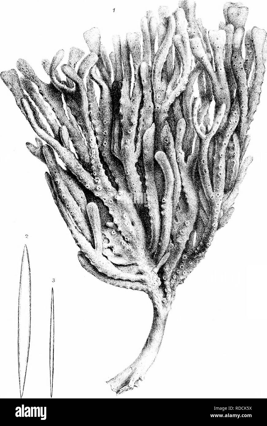 . Une monographie de la British SpongiadÃ¦. Les éponges. LXVI plaque.. W., LRN, /1L0,u.- d,-l.,'l ChaJina ocuLal,hUi'un W. West s.C â jHj.. Veuillez noter que ces images sont extraites de la page numérisée des images qui peuvent avoir été retouchées numériquement pour plus de lisibilité - coloration et l'aspect de ces illustrations ne peut pas parfaitement ressembler à l'œuvre originale.. Bowerbonk, James Scott, 1797-1877 ; Norman, Alfred Merle, 1831- éd. Londres, publiée pour la société Ray par R. Hardwicke Banque D'Images