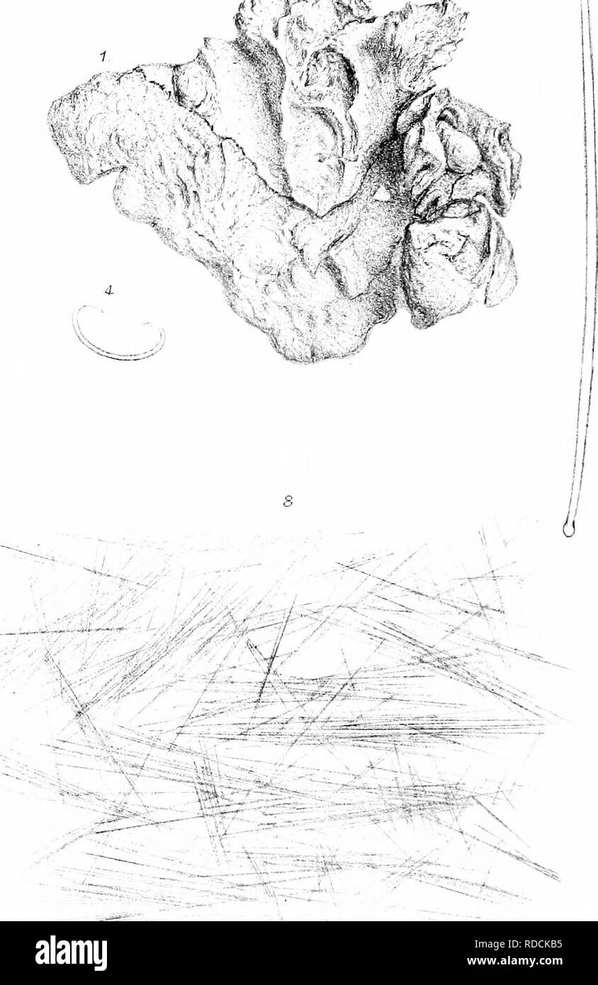 . Une monographie de l'Spongiadae britannique. Les éponges. P^XLYir nte.. WL,", Aldo,^iti rf ;,u, HRlj(Oiondi-ia ]-tiornaUi^&lt ; 1- 4 H. simplex 5^7. RMpliiodesma Imciua 8. W West s C°,mp.. Veuillez noter que ces images sont extraites de la page numérisée des images qui peuvent avoir été retouchées numériquement pour plus de lisibilité - coloration et l'aspect de ces illustrations ne peut pas parfaitement ressembler à l'œuvre originale.. Bowerbonk, James Scott, 1797-1877 ; Norman, Alfred Merle, 1831- éd. Londres, publiée pour la société Ray par R. Hardwicke Banque D'Images