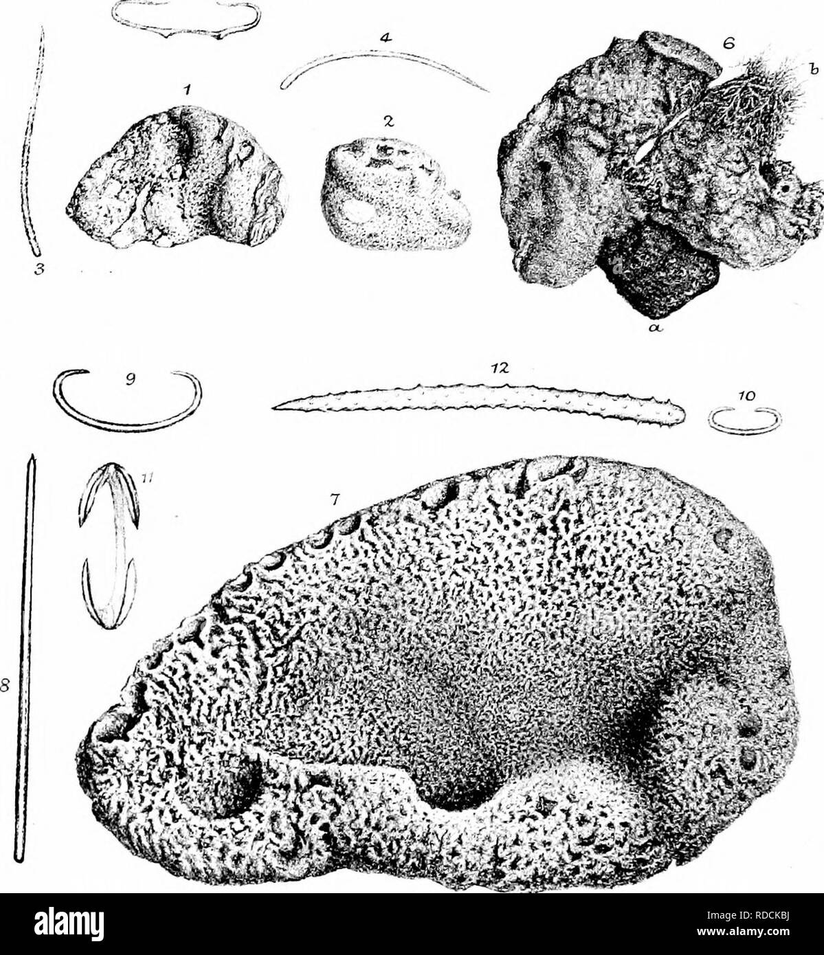 . Une monographie de l'Spongiadae britannique. Les éponges. XLIV la plaque",. Veuillez noter que ces images sont extraites de la page numérisée des images qui peuvent avoir été retouchées numériquement pour plus de lisibilité - coloration et l'aspect de ces illustrations ne peut pas parfaitement ressembler à l'œuvre originale.. Bowerbonk, James Scott, 1797-1877 ; Norman, Alfred Merle, 1831- éd. Londres, publiée pour la société Ray par R. Hardwicke Banque D'Images