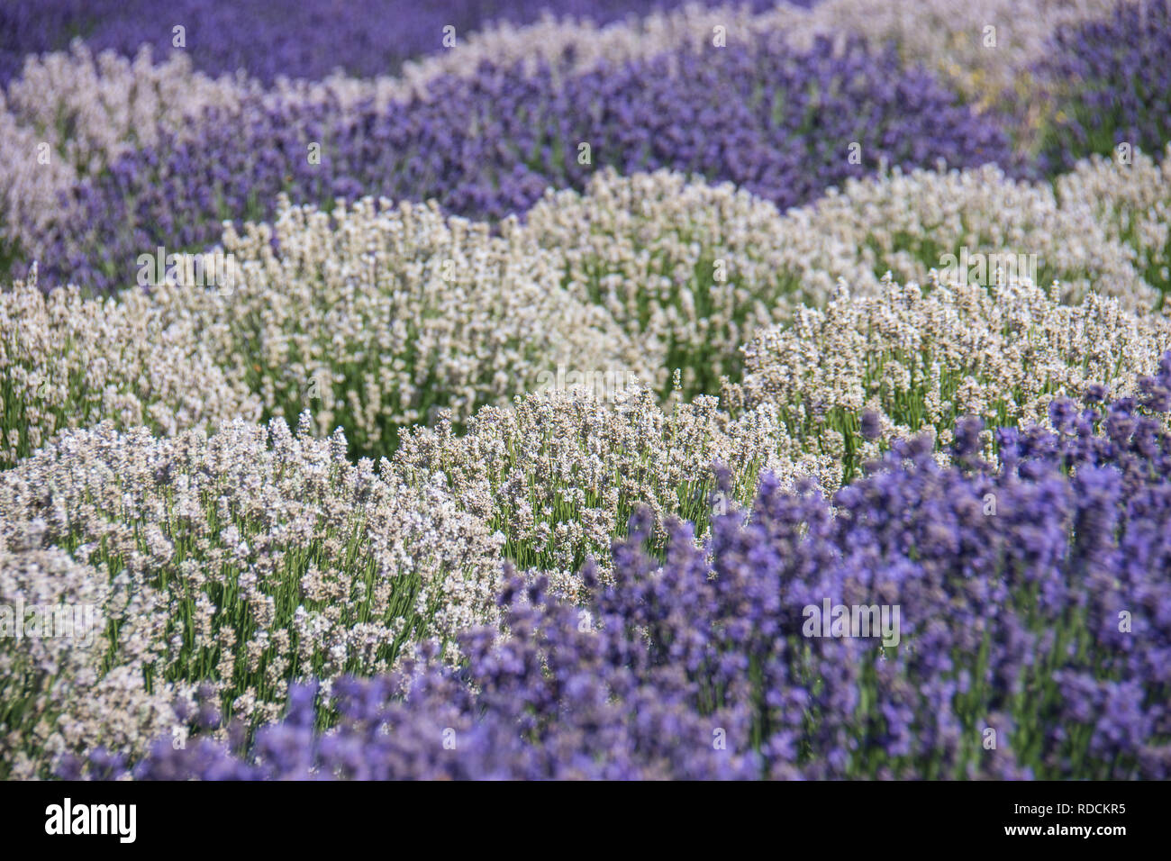 Champ de lavande de blanc et violet fleurs Banque D'Images