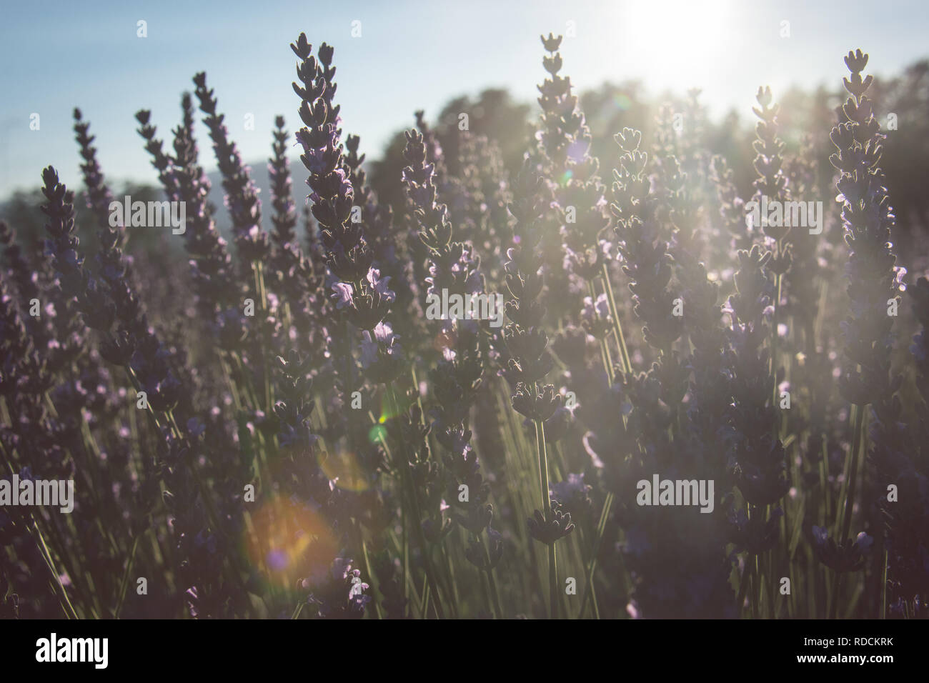 Champ de lavande de rangées de fleurs violettes sur une journée ensoleillée. Sunflare dans la photo Banque D'Images