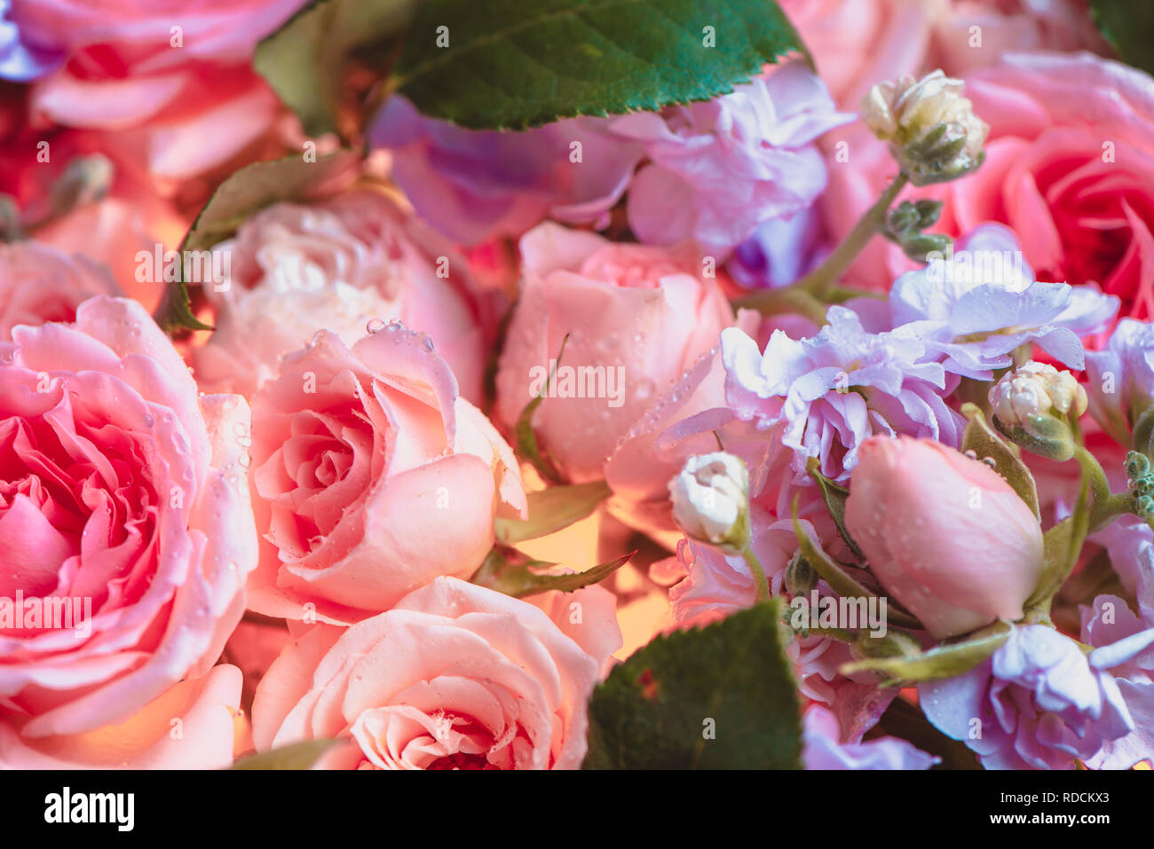 La pivoine et petites fleurs roses avec une lueur intérieure. Belle fleur close-up Banque D'Images