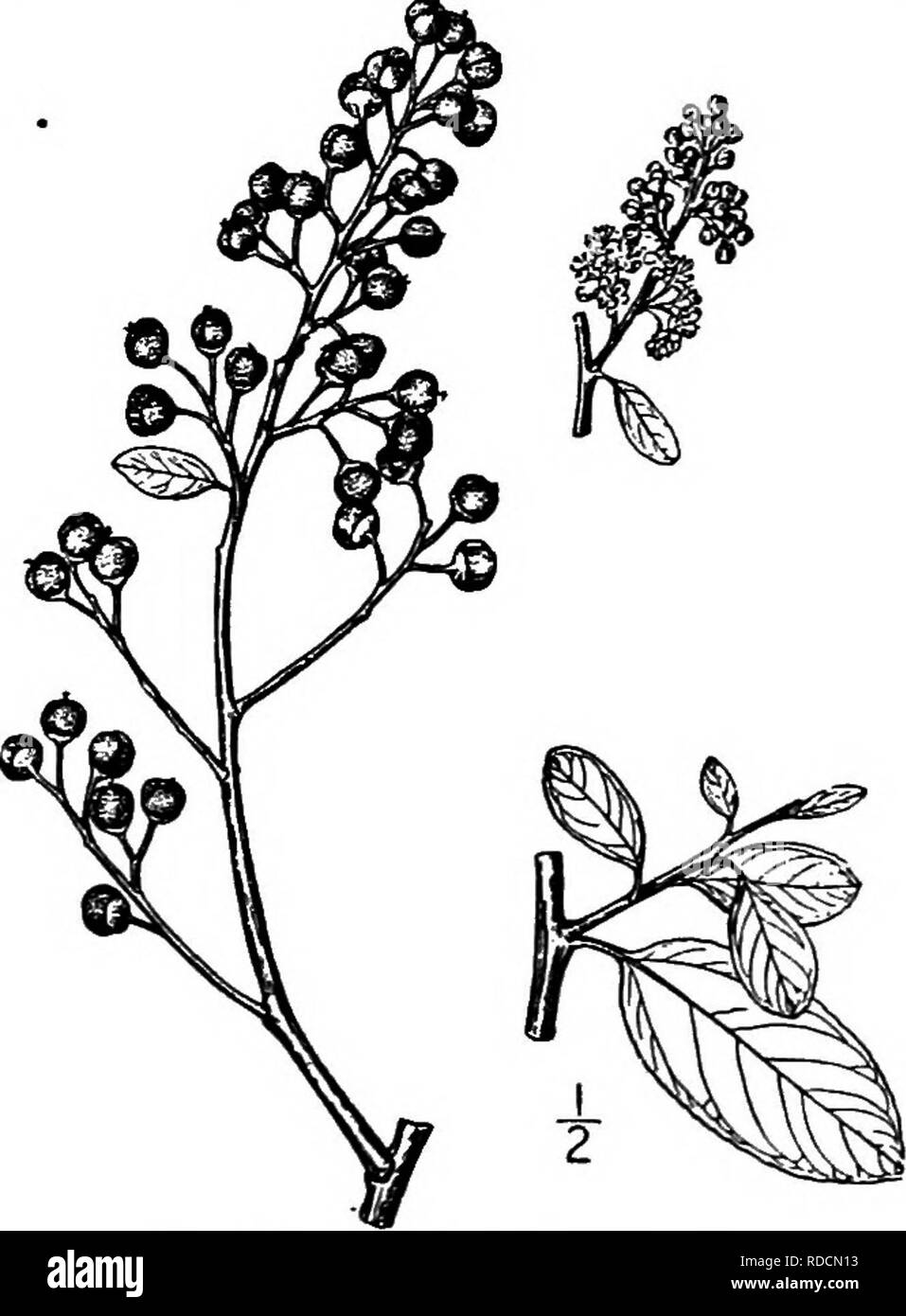 . Les arbres de l'Amérique du Nord : être des descriptions et des illustrations de l'arbres croissant indépendamment de la culture en Amérique du Nord, au nord du Mexique et les Antilles . Les arbres. Fig. 631. - La Californie Lilas. 2. CEANOTHUS épineuse - Ceanothus spinosus NuttaU habitant les vallées et les chanoines en Californie du sud, et habituellement un simple arbuste, cette espèce forme rarement un arbre 6 ou 7 mètres de haut, avec un tronc 1,5 dm. de diamètre ou moins. L'écorce est de couleur brun-rouge et écailleuse, les jeunes pousses pubescentes finement, vert, un peu coudé, devenant brun, certains d'entre eux par tippeS stout épines i à 3 cm. de long. Les feuilles sont el Banque D'Images