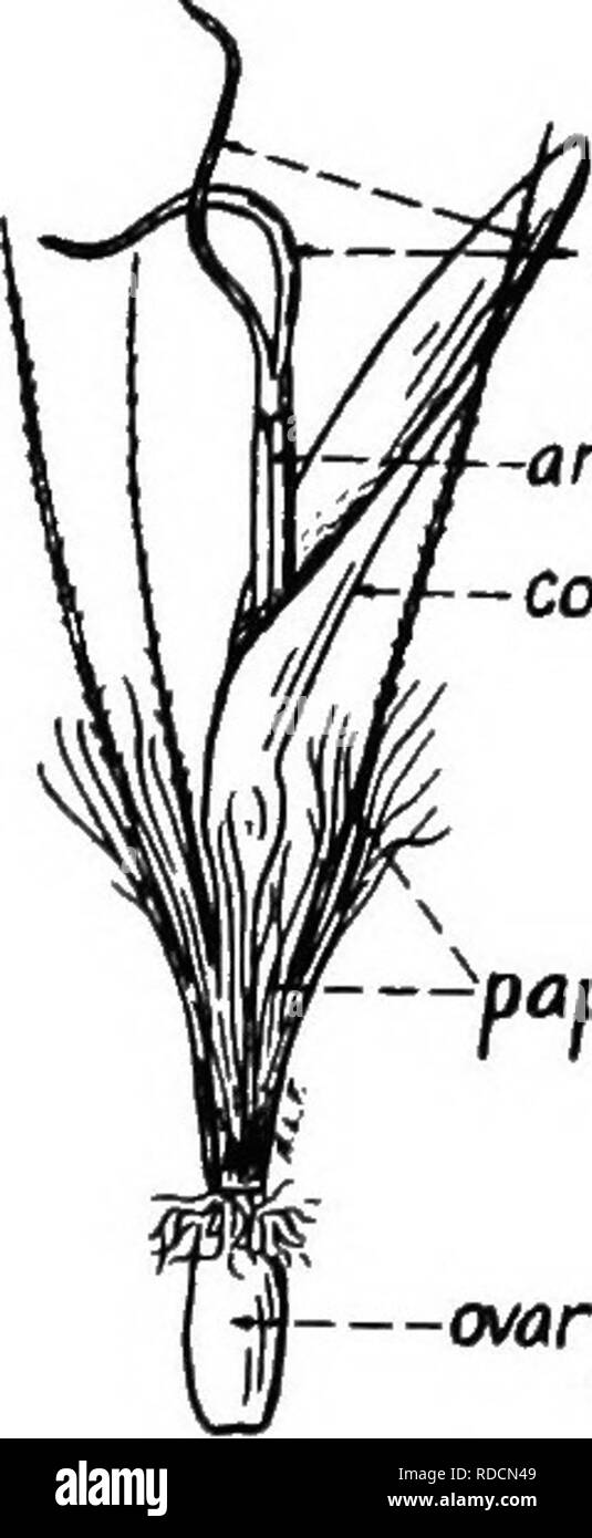 . La botanique des plantes cultivées : un texte et ouvrage de référence. La botanique, économique. 633 COMPOSITE feuilles basales larges, spatulés, arrondies à ovales, toujours arrondies à l'extrémité. Feuilles profondément coupé sur les bords, L. var. intybacea salive (coupe ou cut- feuilles laitue). Ensemble de feuilles ou mais légèrement dentées. Les feuilles formant un compact plutôt arrondies, ou tête aplati ; laisse décidément jamais raide et plat, L. var. salive capilala (tête ou laitue). Les feuilles formant une forme cylindrique ou conique de la tête en forme de feuilles ; tout droit et raide, L. var. salive romana (cos laitue). Jtule. branches tube anthère corolle - p Banque D'Images