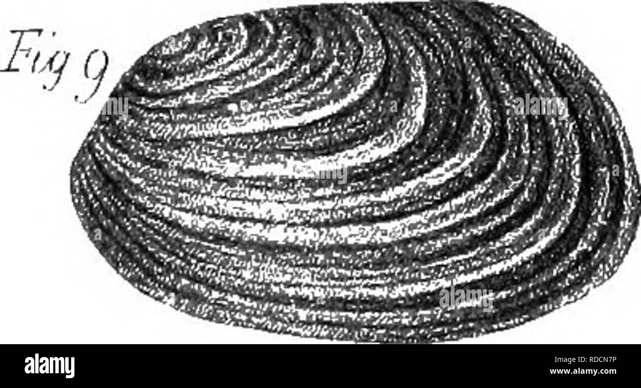 . La Palaeontological : rapport préparé pour le rapport géologique du Kentucky et publié dans le tome 3 . La paléontologie. . Veuillez noter que ces images sont extraites de la page numérisée des images qui peuvent avoir été retouchées numériquement pour plus de lisibilité - coloration et l'aspect de ces illustrations ne peut pas parfaitement ressembler à l'œuvre originale.. Lyon, Sidney Smith, 1808-1972 ; Lesquereux, Leo, 1806-1889 ; Cox, E. T. (Edward Travers), 1821-1907. Frankfort, Ky.  : A. G. Hodges Banque D'Images