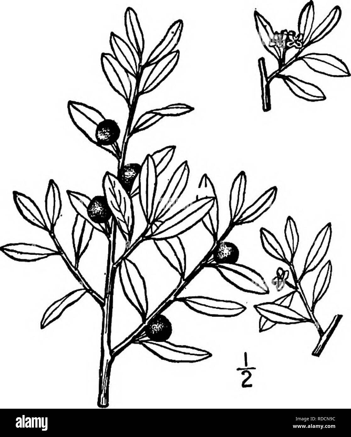 . Les arbres de l'Amérique du Nord : être des descriptions et des illustrations de l'arbres croissant indépendamment de la culture en Amérique du Nord, au nord du Mexique et les Antilles . Les arbres. Fig. S7S. -Beadle's Holly. 6. BEADLE'S HOLLY -Beadlei hexagonal Ashe habitant les forêts de l'moiintainous rocheuses des portions de Caroline du Nord, dix- nessee, et de l'Alabama, et habituellement un arbuste, ce devient parfois un petit arbre. Les brindilles sont ronds, très lisse, et brun ou gris foncé. Les feuilles caduques sont membra- nous, souvent bondés, elliptiques, ovales ou suborbicular, soit plus large sur ou en dessous du milieu, 3 à 8 cm de long. Banque D'Images