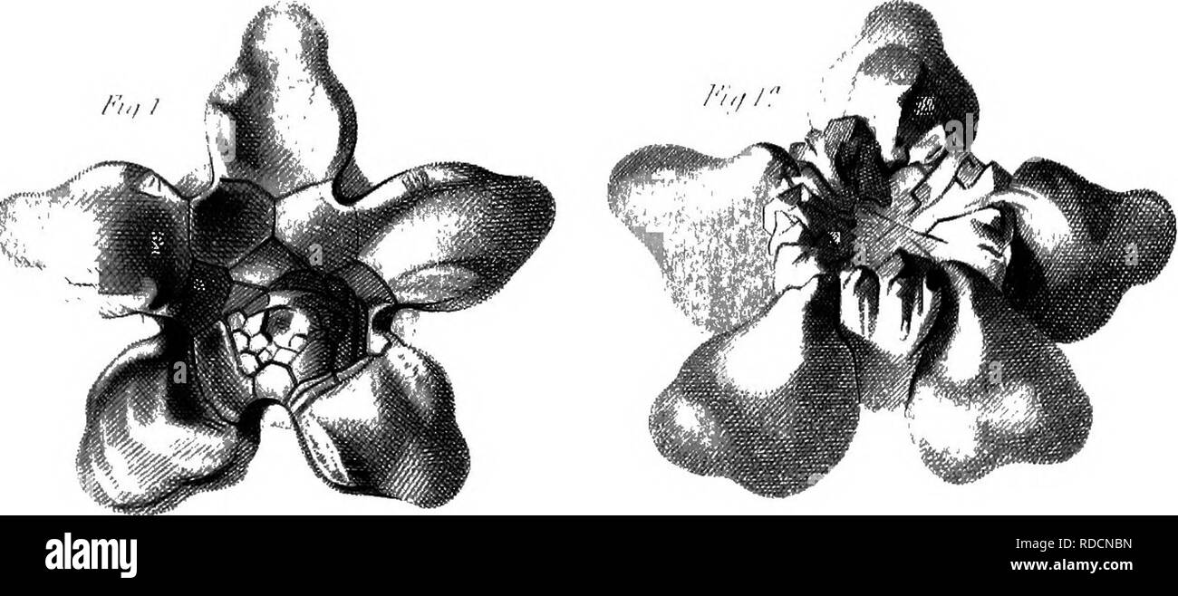 . La Palaeontological : rapport préparé pour le rapport géologique du Kentucky et publié dans le tome 3 . La paléontologie. . Veuillez noter que ces images sont extraites de la page numérisée des images qui peuvent avoir été retouchées numériquement pour plus de lisibilité - coloration et l'aspect de ces illustrations ne peut pas parfaitement ressembler à l'œuvre originale.. Lyon, Sidney Smith, 1808-1972 ; Lesquereux, Leo, 1806-1889 ; Cox, E. T. (Edward Travers), 1821-1907. Frankfort, Ky.  : A. G. Hodges Banque D'Images