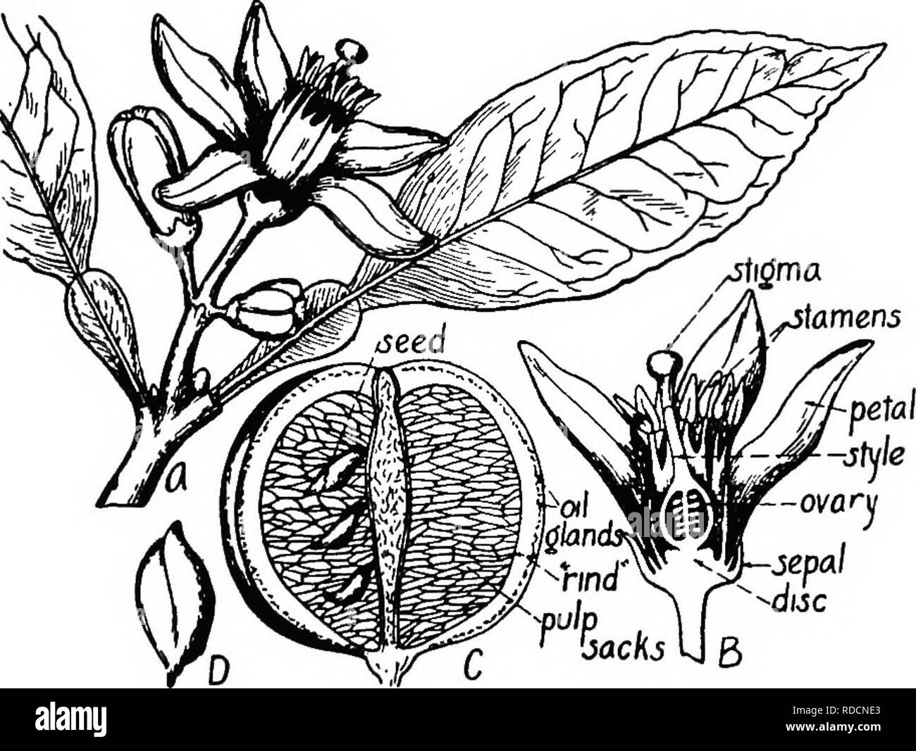 . La botanique des plantes cultivées : un texte et ouvrage de référence. La botanique, économique. RUTACE^- clé de 477 genres d'RutacejE Important', trifoliées feuilles trifoliées Poncirus (orange). Quitte unifoliate. Ovaire trois à sept cellules ; deux ovules dans chaque cellule ; stigmate, caverneuse Fortunella (kumquat). Ovaire huit à quinze-loculaire ; habituellement plus de deux ovules dans chaque cellule ; stigmate solide. Les agrumes (orange, citron, pamplemousse, citron vert, etc...) r'p j'^C Q ' 'jacks kl B Fig. 201.-le Bigaradier (Citrus aurantium). A, rameau en fleurs ; B, la longueur de l'article de fleur ; C, section de la longueur du fruit ; D, semences. (Après Wossid Banque D'Images