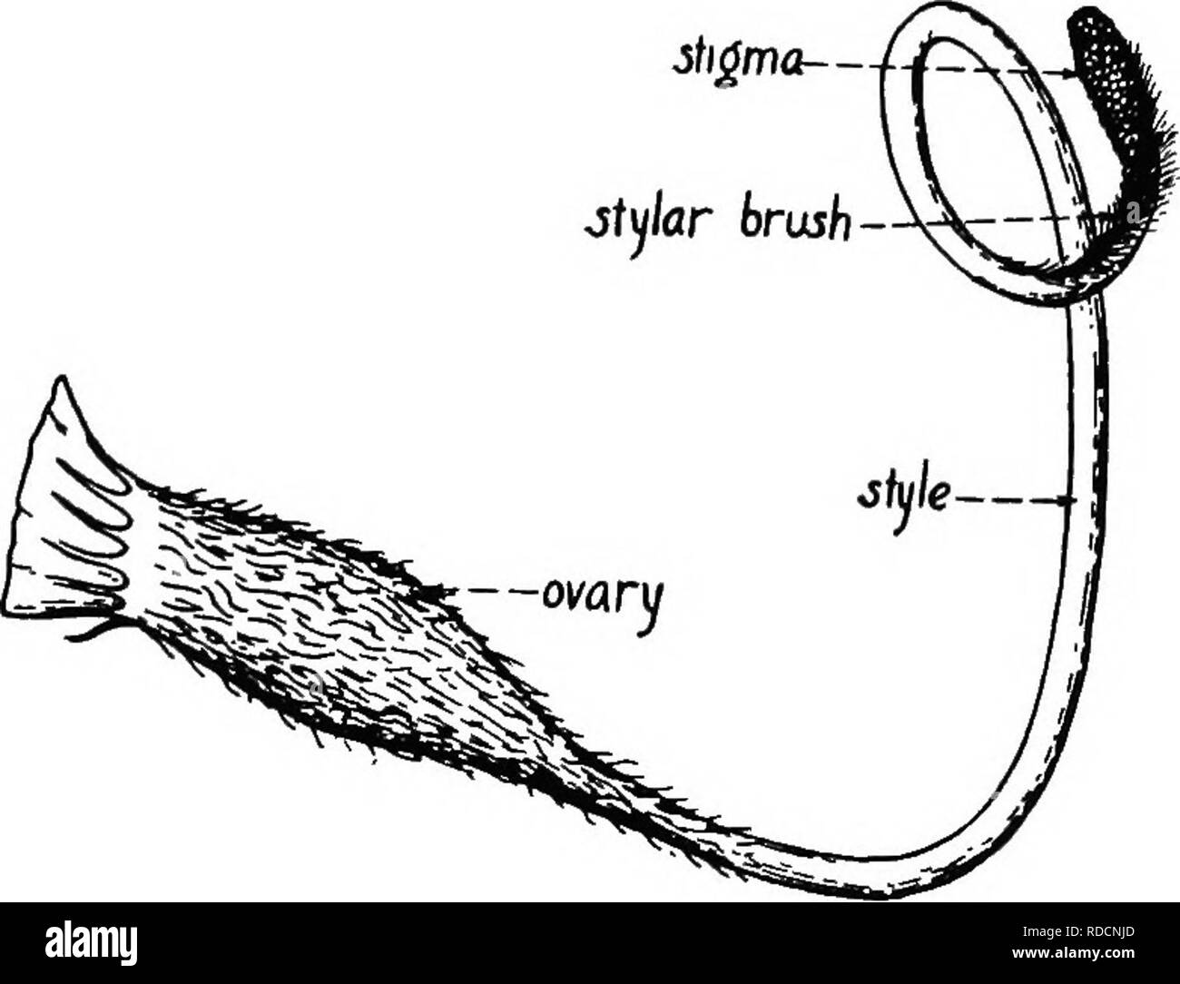 . La botanique des plantes cultivées : un texte et ouvrage de référence. La botanique, économique. LEGTJMINOS^ 423 l'adjuki angtdaris {haricots Phaseolus) et de haricot mungo (Phaseolus aureus) sont maintenant cultivés dans une certaine mesure dans ce pays. Clé d'espèces principales racines Phaseolus ou tubéreux ou beaucoup épaissi, P. muUiftorus (scarlet runner bean). Racines fibreuses. Télévision Télévision-graines ou à section ovale, P. lunatus (Sieva et les haricots de Lima). La plupart des graines, mais parfois circulaire télévision en section, P. vulgaris (haricot). PHASEOLUS MULTIFLORUS (scarlet runner bean, affaire néerlandaise- Touche d'haricot, haricot, la floraison ou la Dame peinte) Banque D'Images