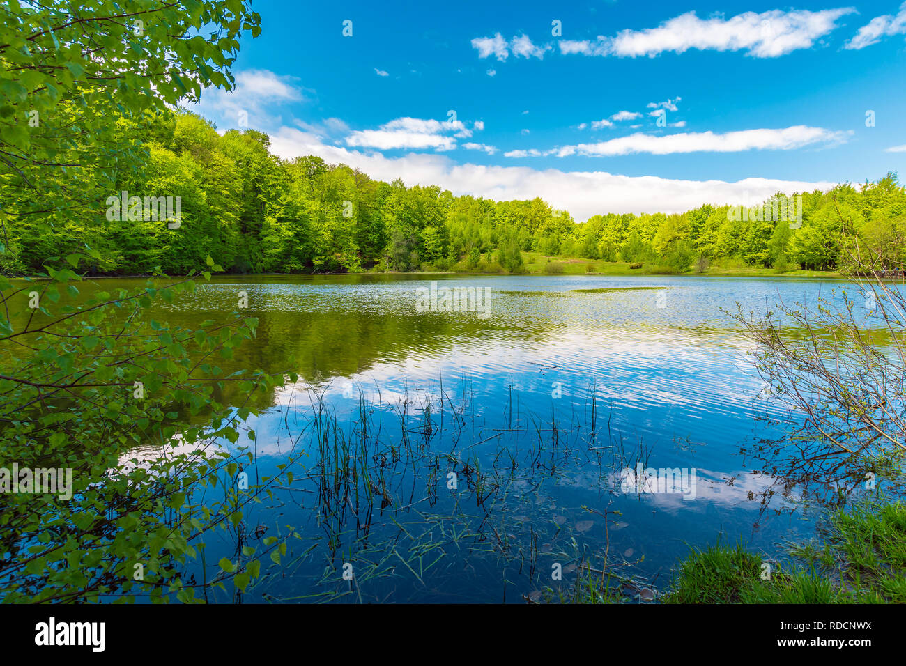 Sur le lac de la forêt printemps midi. belle nature paysage. forêt de hêtres autour du plan d'eau. beau ciel avec nuages légers venant réfléchir sur la su Banque D'Images