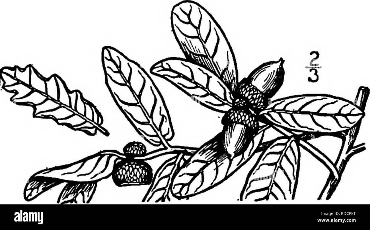 . Les arbres de l'Amérique du Nord : être des descriptions et des illustrations de l'arbres croissant indépendamment de la culture en Amérique du Nord, au nord du Mexique et les Antilles . Les arbres. L'Oak 321 Engelmann devenir lisse, de couleur brun-rouge à gris clair. Les bourgeons sont oblongues, émoussé, brun, poilu à premier. Les feuilles sont oblongues à ovales ou oblancéolées, 3 à 6 cm. de long, à l'apex émoussé, entières ou ondulées ou rarement à dents épineuses sur le révoluté mar- gin ; ils sont fermes, lumineux et bleuté brillant avec rovmded bien en vue au-dessus de la nervure médiane, pâle et finement réticulé sous veiné, persistant pendant l'hiver et en tournant Banque D'Images