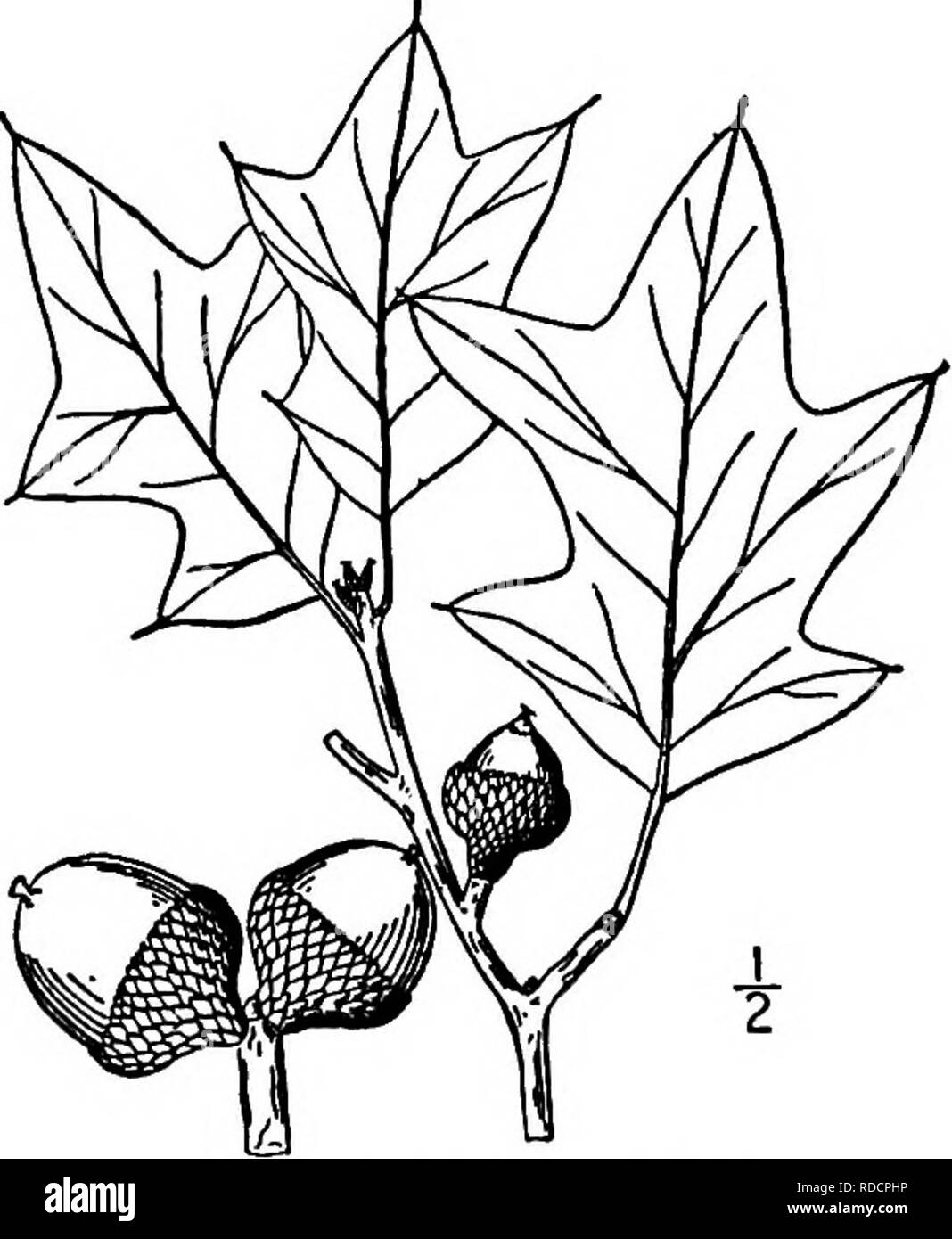 . Les arbres de l'Amérique du Nord : être des descriptions et des illustrations de l'arbres croissant indépendamment de la culture en Amérique du Nord, au nord du Mexique et les Antilles . Les arbres. Oak 297 ours tronc. L'écorce est. 2,5 cm. d'épaisseur, avec plaque de fermeture plutôt comme des écailles d'un brun grisâtre ou gris-brun. Les rameaux sont minces, épaisseur veloutée, devenir légèrement velues et brun rougeâtre foncé. Les bourgeons sont ovoïdes, de 6 mm. de long, souvent 4-angle, rougeâtre ou brun. Les feuilles sont ovées à oblongs en outhne, 1,5 à 3 dm, le 5 à 2 lobes sont lancéolées-triangulaires ou en forme de coin de façon étroite, habituellement la propagation, som Banque D'Images