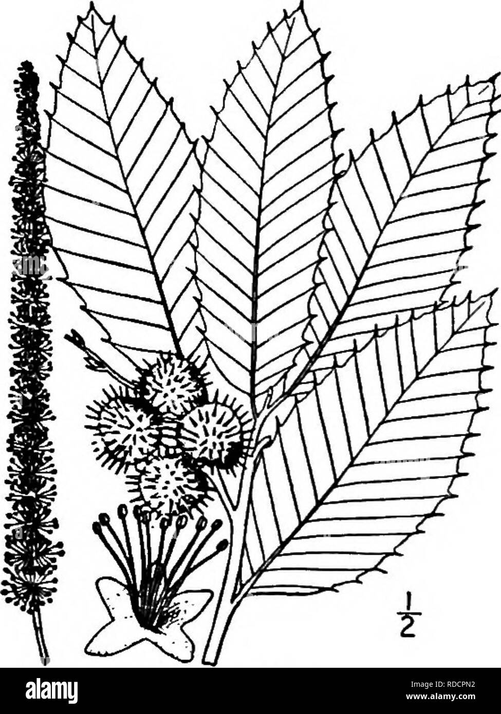 . Les arbres de l'Amérique du Nord : être des descriptions et des illustrations de l'arbres croissant indépendamment de la culture en Amérique du Nord, au nord du Mexique et les Antilles . Les arbres. 2/2 Les châtaignes en plus des deux espèces arborescentes, un arbuste bas, Castanea nana Muhlenberg, également appelé Chinquapin, se produit dans les landes sablonneuses des États du golfe du Mexique ; il a des tiges souterraines, mais ne peuvent pas être distincts de C. pumila. Nos espèces arborescentes sont densément tomenteuses : les feuilles en bas, petit arbre ou arbuste. Lisse les feuilles des deux côtés ; les grands arbres des forêts. 1. C. pumila. 2. C. dentata. I. CHINQUAPIN - Castanea pumi Banque D'Images